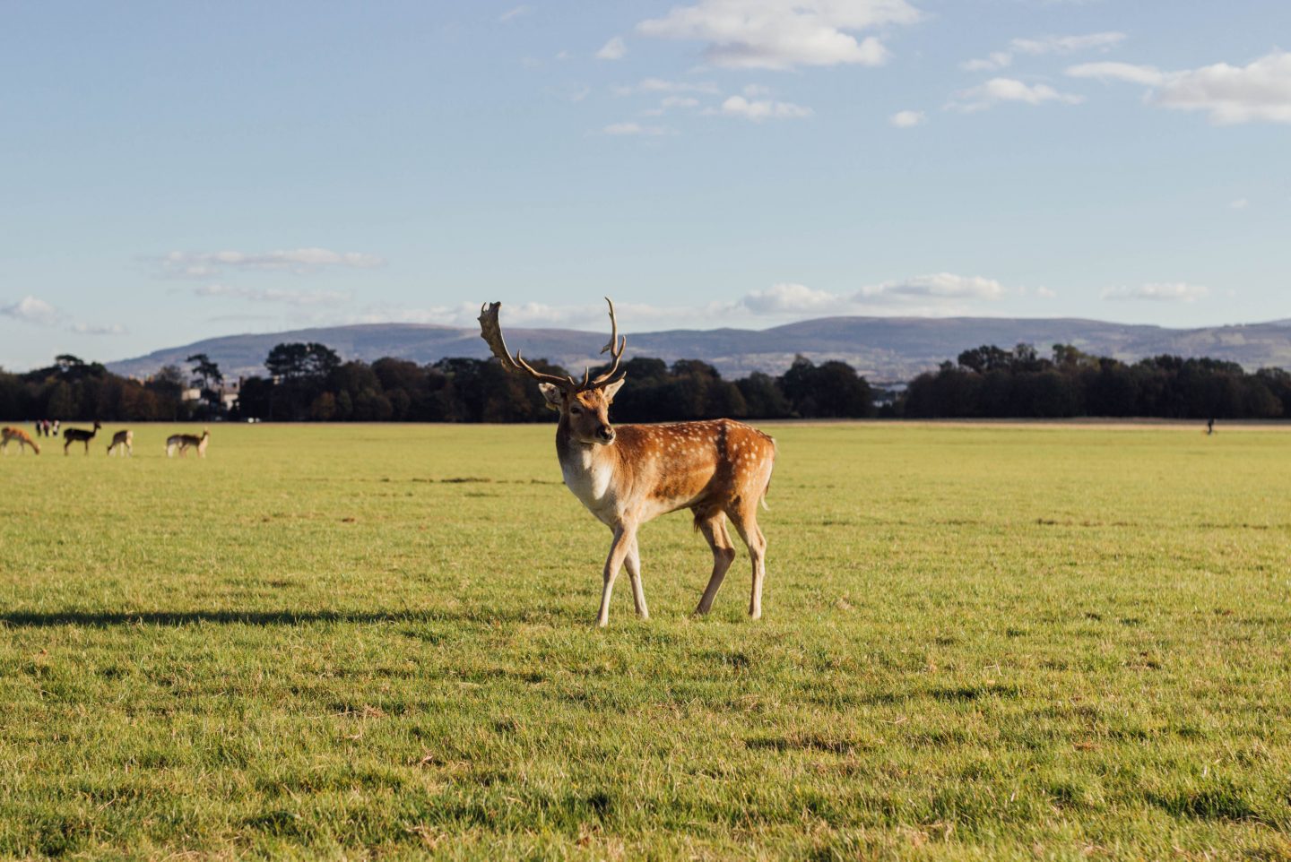 Dublin. 51 unusual and unique things to do in dublin, where to drink in dublin, quirky restaurants in dublin, nishi v, www.nishiv.com