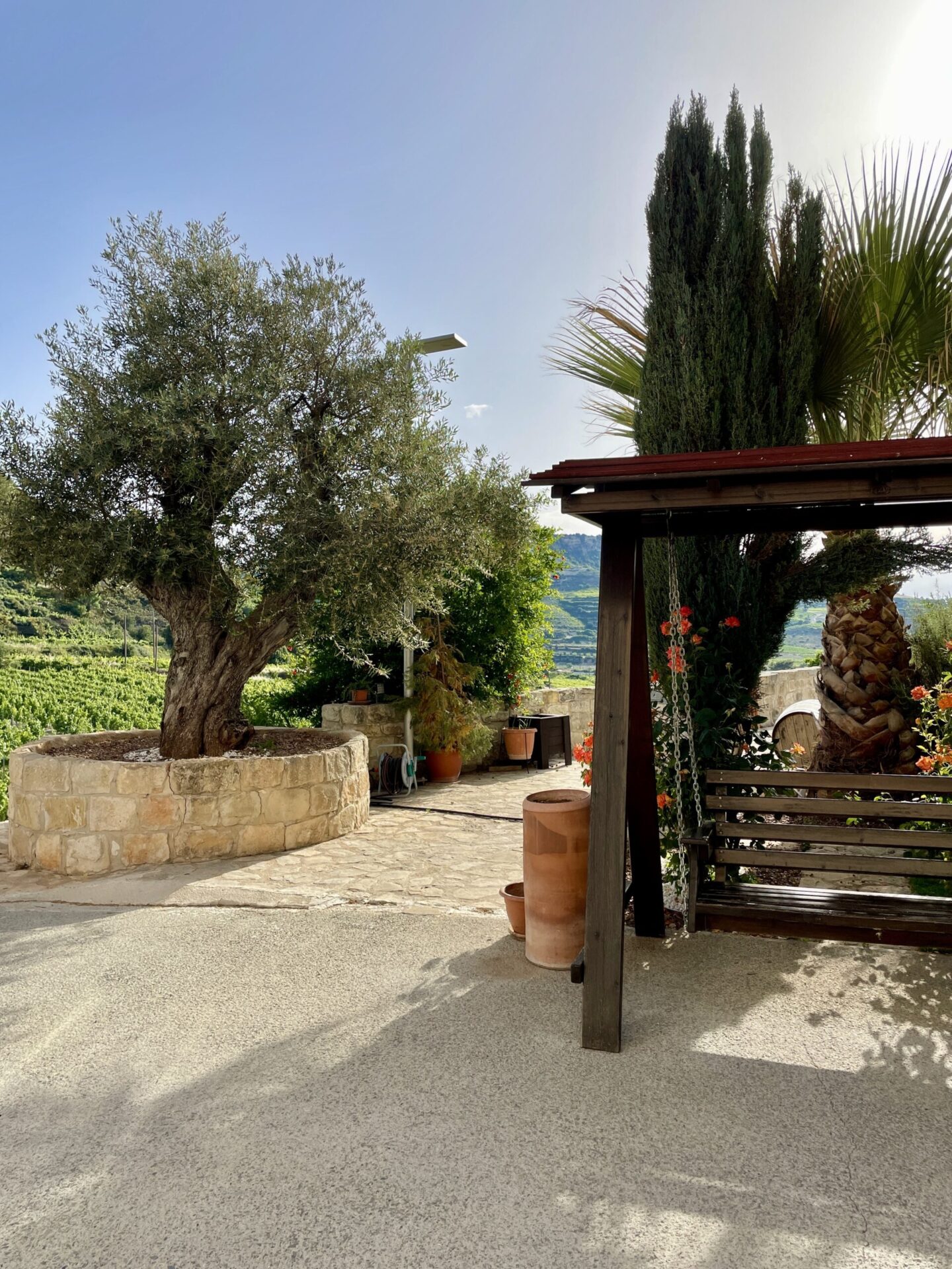 olive tree and the grounds of Ktima Gerolemo winery
