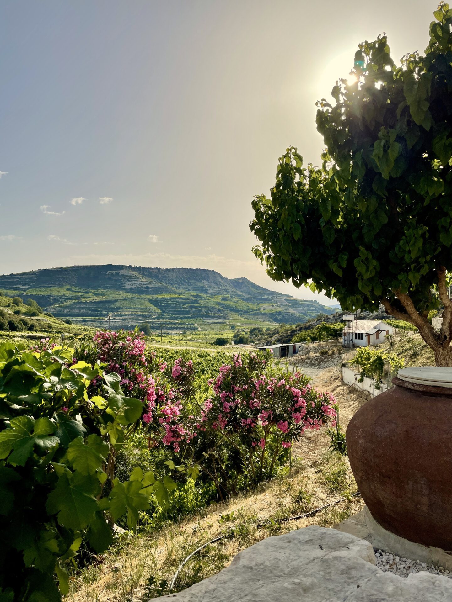 vineyards at Ktima Gerolemo