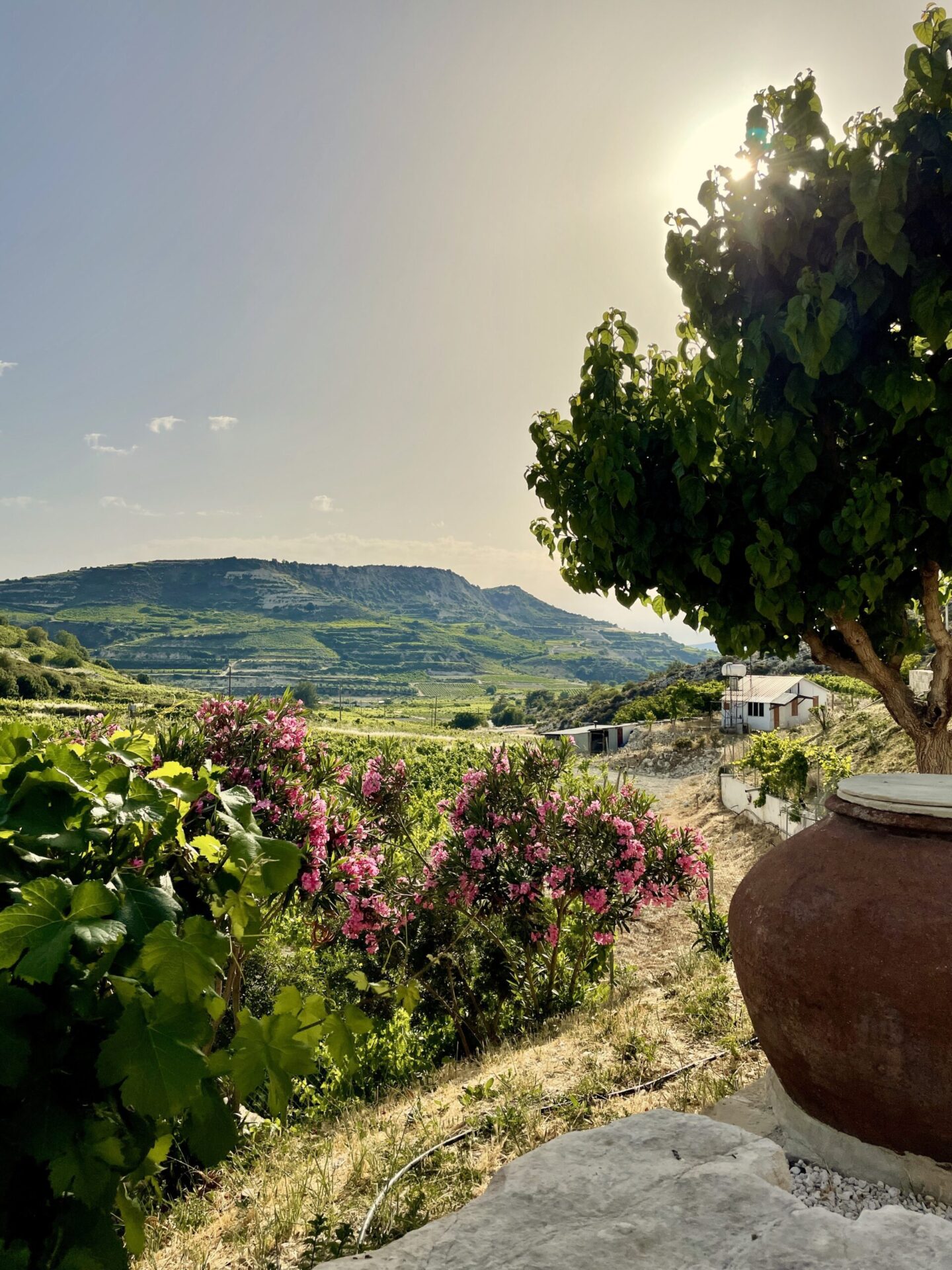 vineyards at Ktima Gerolemo