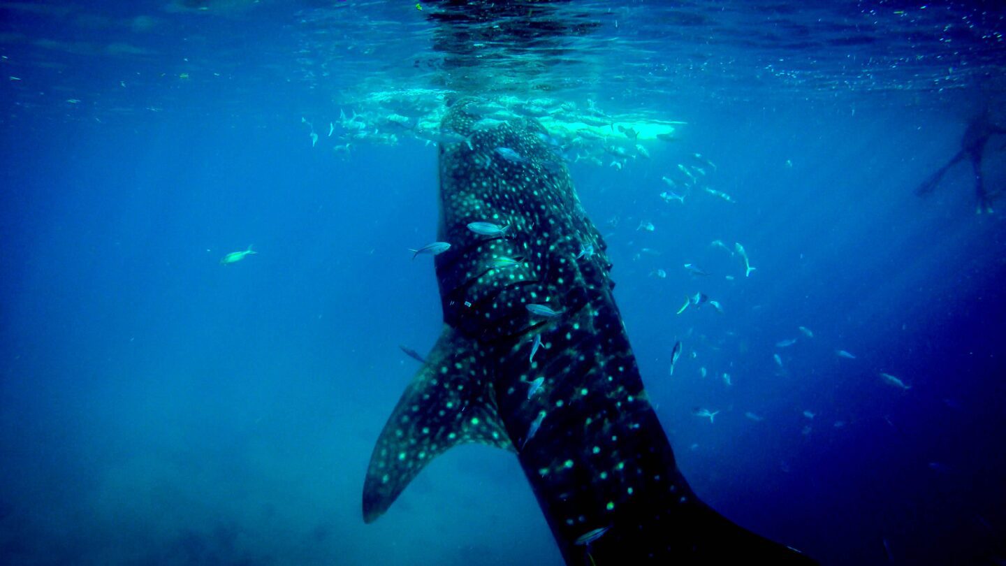 swim with whale sharks in oslob, one of the Things To Do In Cebu