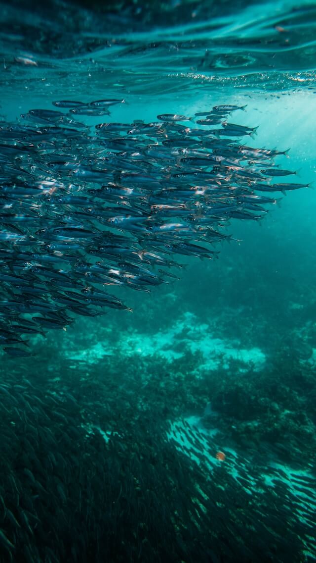snorkel with moalboal sardines in cebu