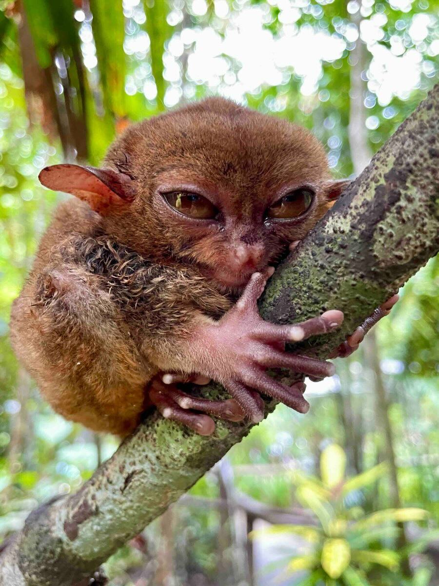 tarsier - an endangered primate in bohol
