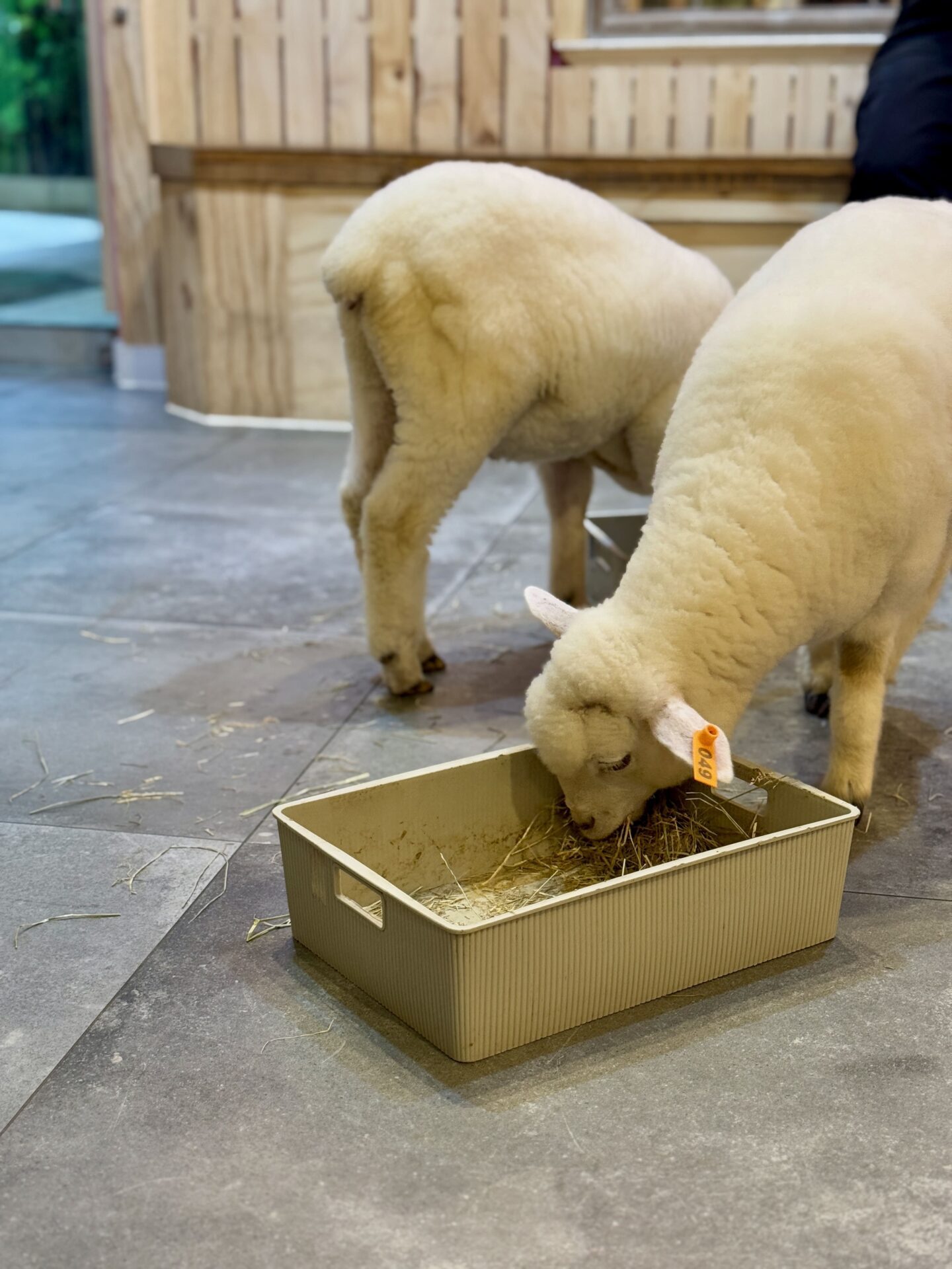 two baby lamb grazing at Thanks Nature Café 땡스네이쳐카페 in Hongdae, Seoul