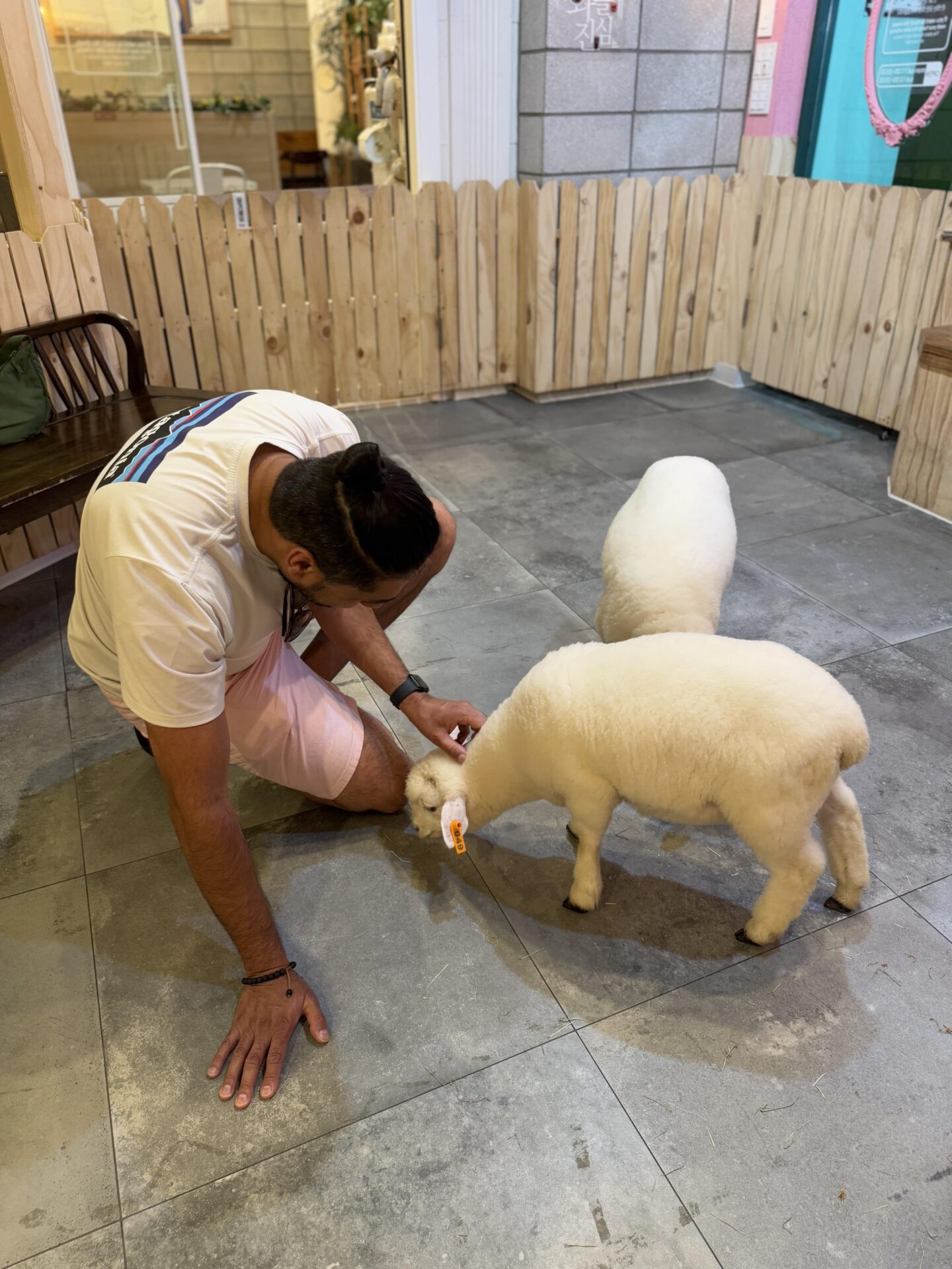 Jass petting a baby lamb at Thanks Nature Café 땡스네이쳐카페 in Hongdae, Seoul