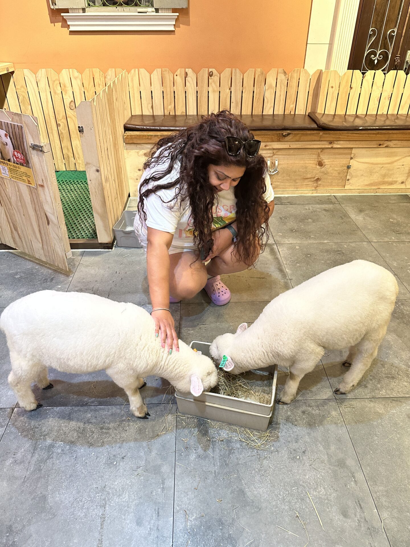Nishi petting 2 lambs at Thanks Nature Café 땡스네이쳐카페 in Hongdae, Seoul