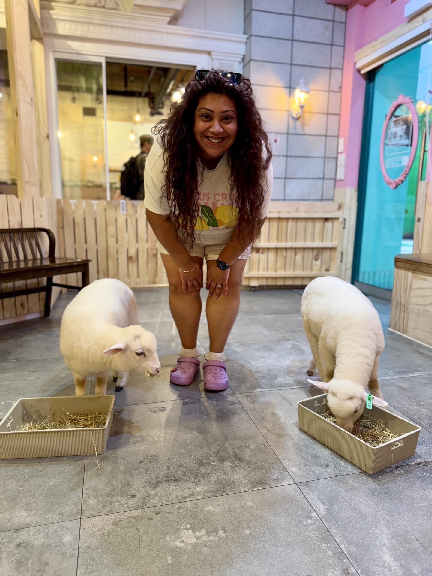 Nishi stood between two baby lambs grazing at Thanks Nature Café 땡스네이쳐카페 in Hongdae, Seoul