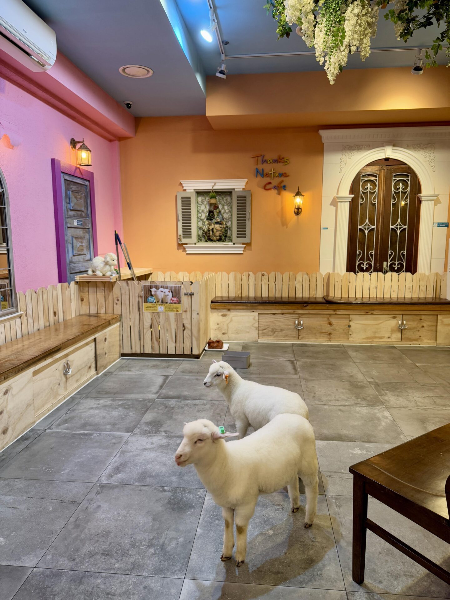 2 lambs at Thanks Nature Café 땡스네이쳐카페 in Hongdae, Seoul